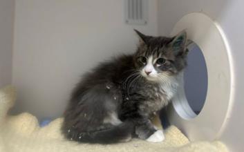 cat adoption photo