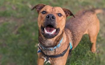 dog adoption photo