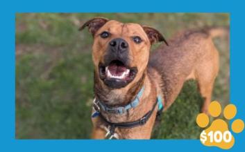 dog adoption photo