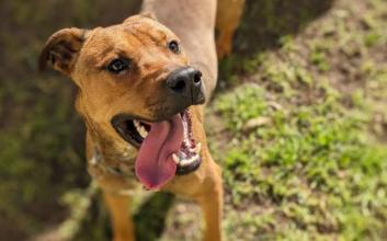 dog adoption photo
