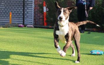 dog adoption photo