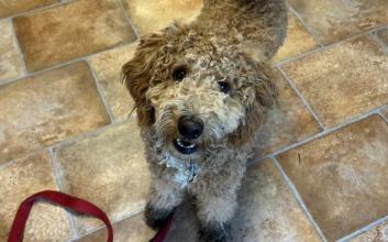dog adoption photo