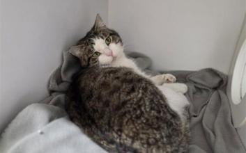 cat adoption photo