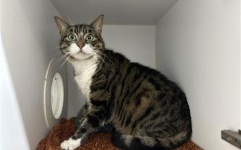 cat adoption photo