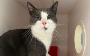 cat adoption photo