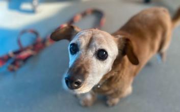 dog adoption photo