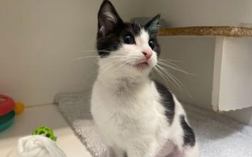 cat adoption photo