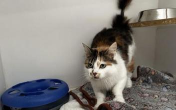 cat adoption photo