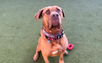 dog adoption photo