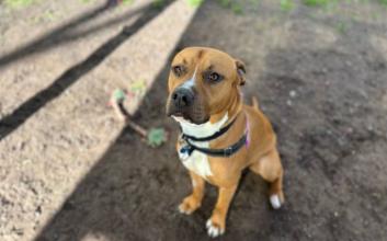 dog adoption photo