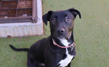 dog adoption photo