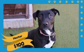 dog adoption photo