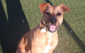 dog adoption photo