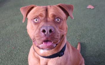 dog adoption photo