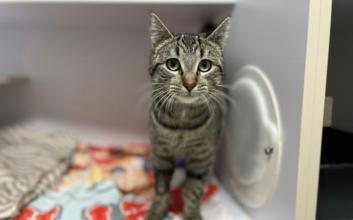 cat adoption photo