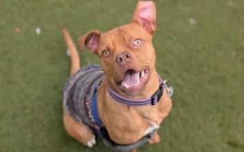 dog adoption photo
