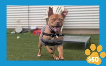 dog adoption photo
