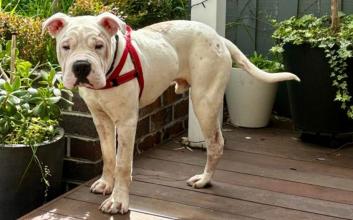 dog adoption photo