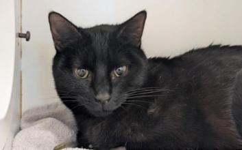 cat adoption photo