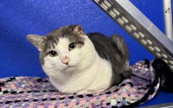 cat adoption photo
