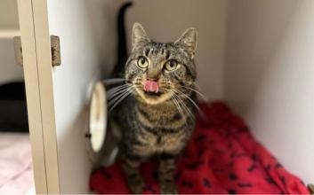cat adoption photo