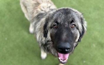 dog adoption photo