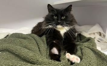 cat adoption photo