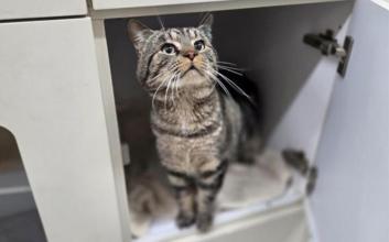 cat adoption photo
