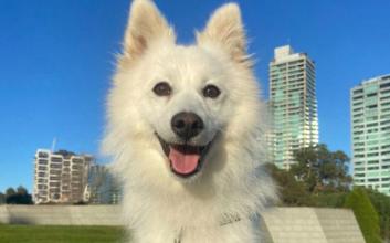 dog adoption photo