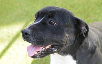 dog adoption photo