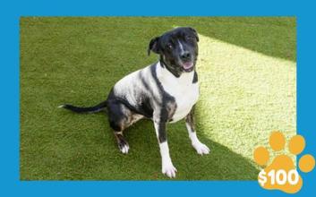 dog adoption photo
