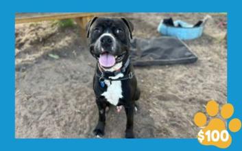 dog adoption photo