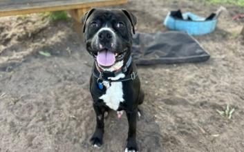 dog adoption photo