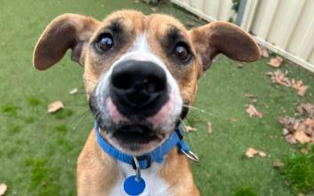 dog adoption photo