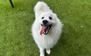 dog adoption photo