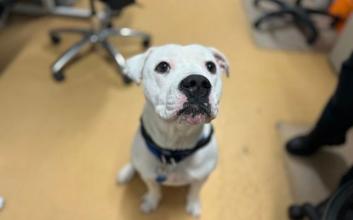 dog adoption photo