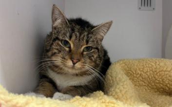 cat adoption photo