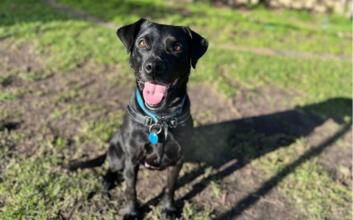 dog adoption photo