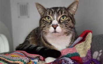 cat adoption photo