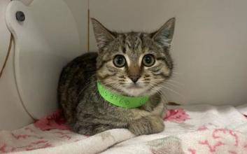 cat adoption photo