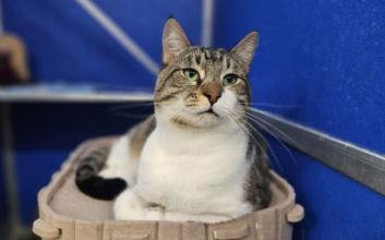 cat adoption photo