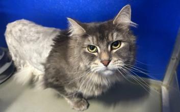 cat adoption photo