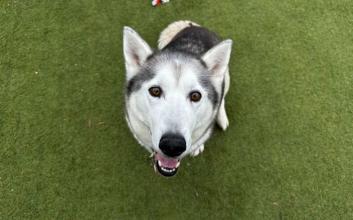 dog adoption photo