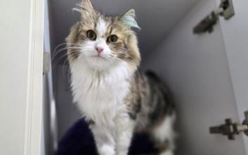cat adoption photo