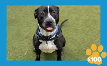 dog adoption photo