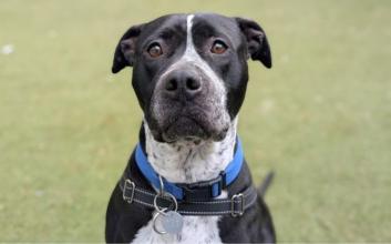dog adoption photo
