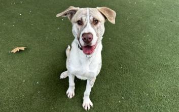 dog adoption photo