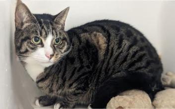 cat adoption photo