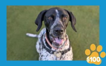 dog adoption photo