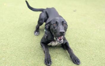 dog adoption photo